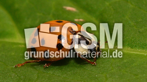 Asiatischer_Marienkäfer (4).jpg